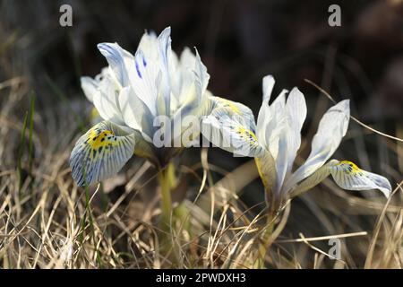 A bunch of blue irises flowers in the grass Stock Photo
