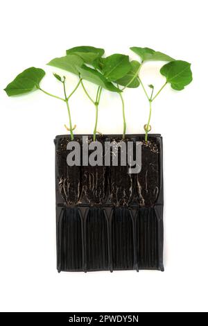 Runner bean plants growing in root trainer seed tray to develop growth prior to planting out. Cross section with roots exposed in open upright module Stock Photo
