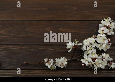 A dark wooden brown background with spring white apricot blossom on it and copy space Stock Photo