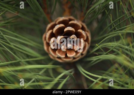 A pine cone is on a tree in the forest. Stock Photo