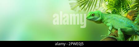 Green Lizard sitting on a tree branch surrounded by tropical leaves. Banner. Stock Photo