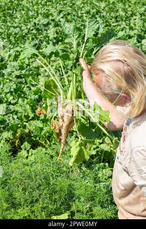 The farmer holds in his hands a large fruit of sugar fodder beet in an agricultural field. Ripeness check and Harvest, Stock Photo