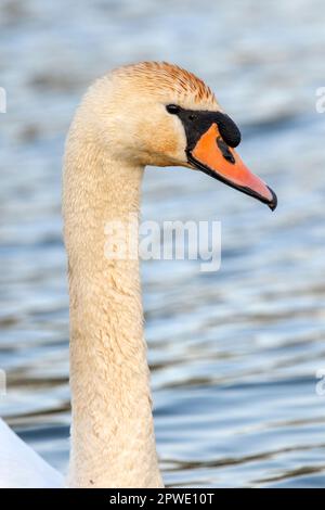 A Mute swan on the Great Ouse River in Ely Cambridgeshire in England, 2023 Stock Photo