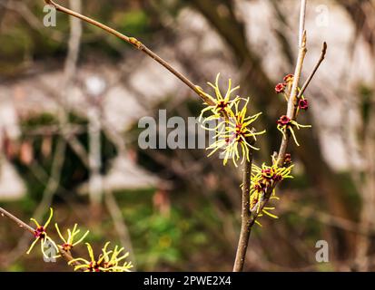 Flower of Hazel Witch shrub, Hamamelis virginiana in early spring. Hamamelis has gorgeous yellow flowers in early spring. Stock Photo