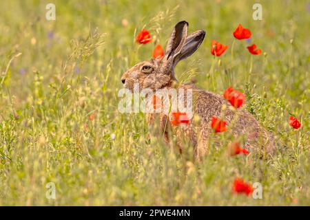 European Hare (Lepus europeaus) hiding in grassland vegetation with Flowers and relying on camouflage. Wildlife Scene of Nature in Europe. Stock Photo