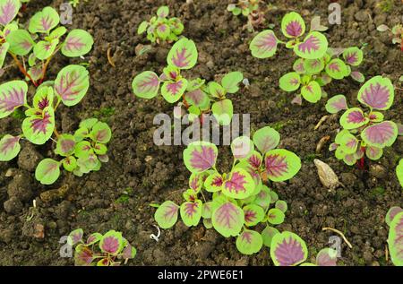 Immature Red spinach or Amaranthus Dubius Plants Growing in the Backyard Stock Photo
