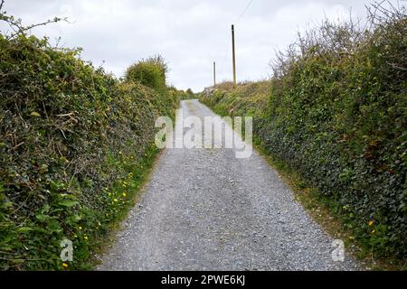 small local country lane lined with hedgerows end of an old famine road ...