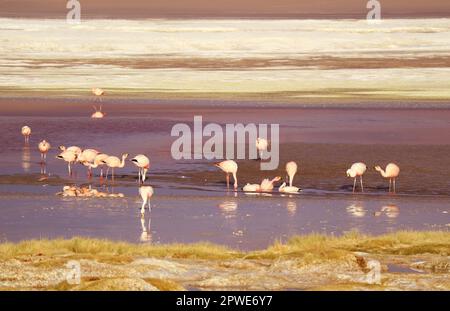 Stunning View of Flamingos Flamboyance Grazing in Laguna Colorada, the Red Lagoon in Bolivian Altiplano, Potosi Department of Bolivia, South America Stock Photo