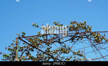 Vitis vinifera grapevine plant with new green leaves and flowers leaning on metal wires grid in a garden on blue sky in spring Stock Photo