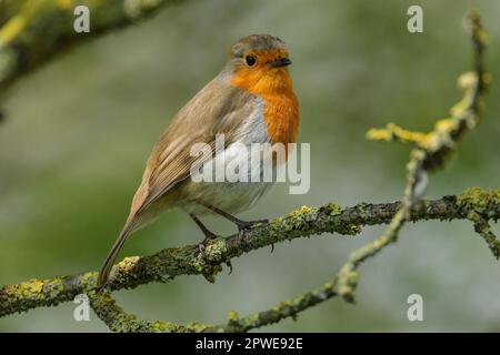 Robin, Erithacus rubecula, sitting on a branch. Photo by Amanda Rose/Ģ����ý Stock Photo