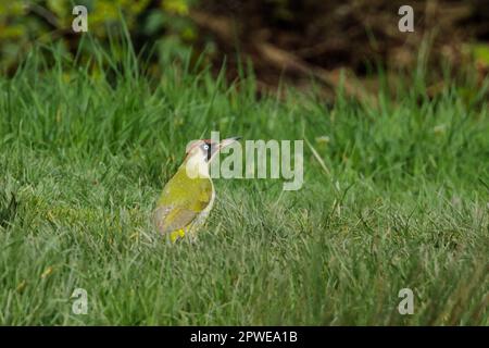 Female European Green Woodpecker, Picus viridis, on grass. Photo by Amanda Rose/Alamy Stock Photo