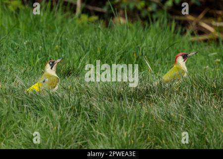 Male And Female European Green Woodpeckers Picus Viridis Mating On male-and-female-european-green-woodpeckers-picus-viridis-mating-on
