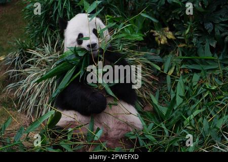 Hong Kong, China. 30th Apr, 2023. (230430) -- HONG KONG, April 30, 2023 (Xinhua) -- Giant panda Lele eats bamboos at Ocean Park Hong Kong, south China's Hong Kong, April 19, 2023. On a spring morning, Hong Kong Observatory issued a rainstorm alert. At Ocean Park Hong Kong, as soon as they arrived at work at 8:00 a.m., the caretakers rushed to check out the situation of Lele and Yingying, two 17-year-old giant pandas, as they might be disturbed by the adverse weather. The two plump and fluffy creatures just woke up and lay cozily in the dormitory, where the temperature was kept between 18 to 24 Stock Photo