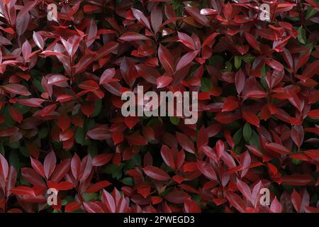 Fotunia Red Robin and Spiraea japonica golden princess Stock Photo