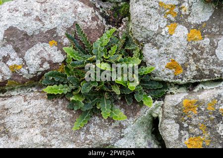 Rusty-back Fern, Asplenium ceterach, growing on a stone wall, with various lichens, including Caloplaca flavescans.  Trellech, Monmouthshire, Wales, U Stock Photo