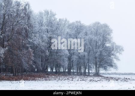 Frost on Silver Birch trees, Betula pendula, Monmouthshire, Wales, December Stock Photo