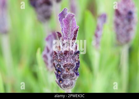 Lavender Essential Oil For Stress Relief, Sleep and Relaxation