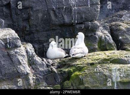 Fulmar UK. A pair of Northern fulmars, Fulmarus glacialis, on a rocky cliff face, Farne Islands, Northumberland UK. Stock Photo