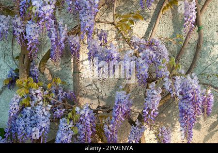 A close view of a wall covered with beautiful wisteria plant during spring time (Italy) Stock Photo