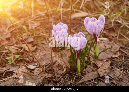 lose up of large purple King of Striped Crocus on a sunny spring day. Nature concept for design Stock Photo