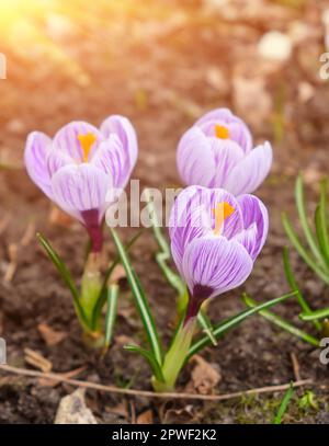 lose up of large purple King of Striped Crocus on a sunny spring day. Nature concept for design Stock Photo