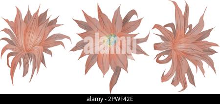 Set of Vectorized cactus flowers in pink salmon colors Stock Vector