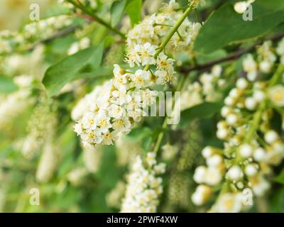 Bird cherry tree in blossom. Close-up of a flowering Prunus Avium branch with white little blossoms. View of a blooming sweet bird-cherry tree in Stock Photo