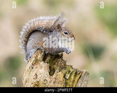 Grey squirrel in mid Wales Stock Photo