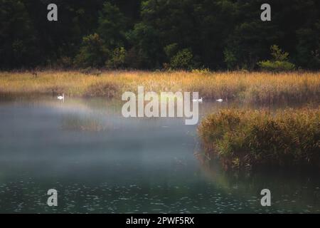 A moody, misty pond with white swans on a peaceful morning in nature at Krka National Park in Croatia. Stock Photo