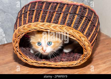 a small red kitten looks out of a wicker basket with curiosity. Games with cute pets. Stock Photo