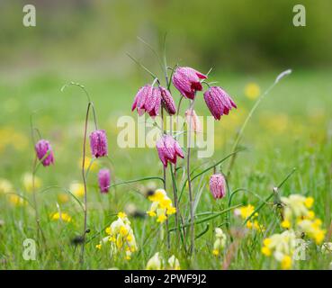 Snakeshead fritillary Fritillaria meleagris flowering amongst cowslip at Cricklade North Meadow Wiltshire Stock Photo