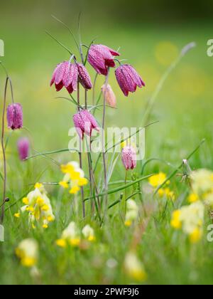 Snakeshead fritillary Fritillaria meleagris flowering amongst cowslip at Cricklade North Meadow Wiltshire Stock Photo