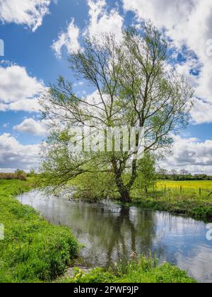 Willow tree coming into leaf on the banks of the young River Thames near Cricklade in Wiltshire UK Stock Photo