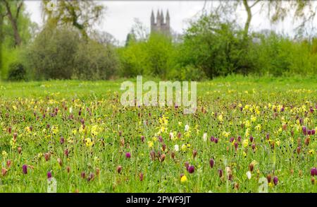 Snakeshead fritillaries Fritillaria meleagris flowering amongst a wealth of other spring flowers and grasses at Cricklade North Meadow Wiltshire Stock Photo