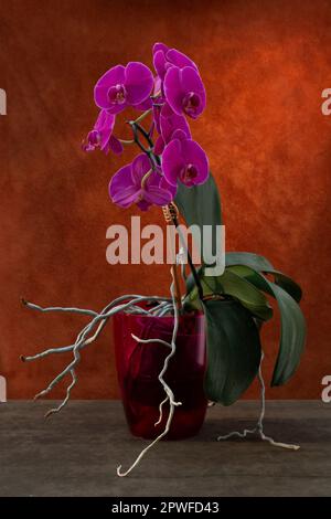Phalaenopsis orchid bush in a pot on a brown  background Stock Photo