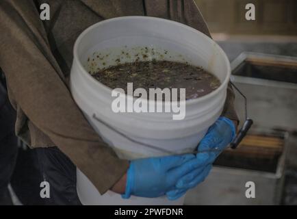 Gaza, Palestine. 28th Apr, 2023. A beekeeper carrying a bucket of honey from beehives in the apiary during the annual harvest season, in the town of Beit Hanoun, in the northern Gaza Strip. (Credit Image: © Mahmoud Issa/SOPA Images via ZUMA Press Wire) EDITORIAL USAGE ONLY! Not for Commercial USAGE! Stock Photo