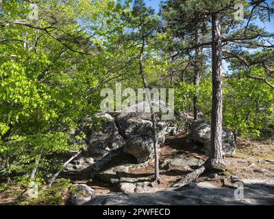 Pickle Springs Natural Area Stock Photo