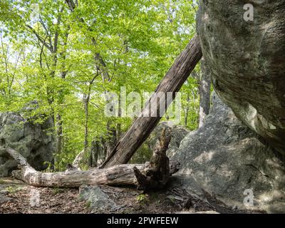 Pickle Springs Natural Area Stock Photo