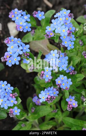 close-up of pretty blue forget-me-not flowers in a garden bed, view from above Stock Photo