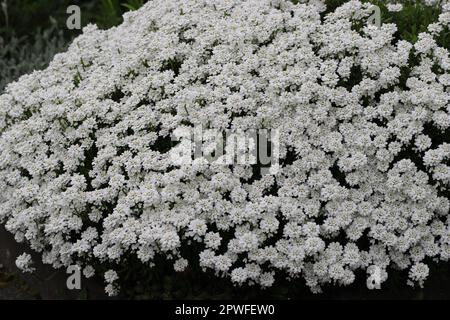 close-up of beautiful white iberis sempervirens flowers Stock Photo