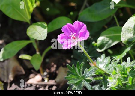 close-up of a pink sunlit geranium flower in a garden bed Stock Photo
