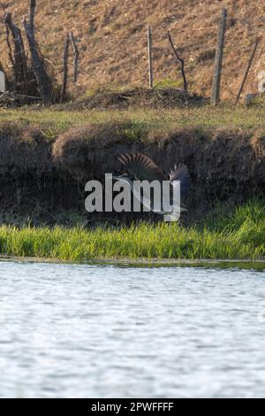 View of cocoi heron flying along river, Italy Stock Photo