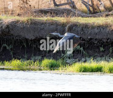 View of cocoi heron flying along river, Italy Stock Photo