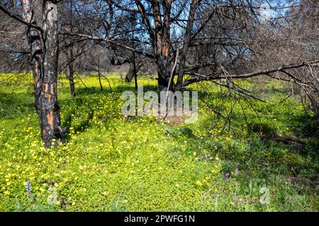 Regrowth of flowers after forest fire. Stock Photo