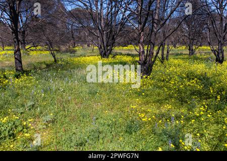 Regrowth of flowers after forest fire. Stock Photo