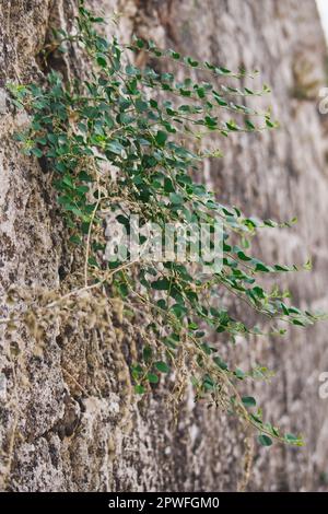 Small green plants growing on an old wall of Rhodes medieval old town Stock Photo