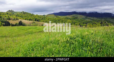 grassy meadows on the hills of ukrainian highlands. carpathian countryside landscape in springtime Stock Photo