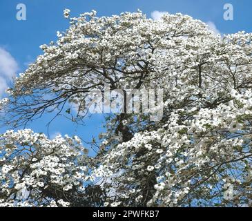 Beautiful big Flowering dogwood tree Cornaceae or Cornus florida with white blossoms Stock Photo