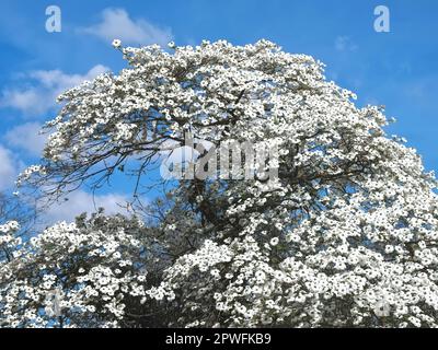 Beautiful big Flowering dogwood tree Cornaceae or Cornus florida with white blossoms Stock Photo