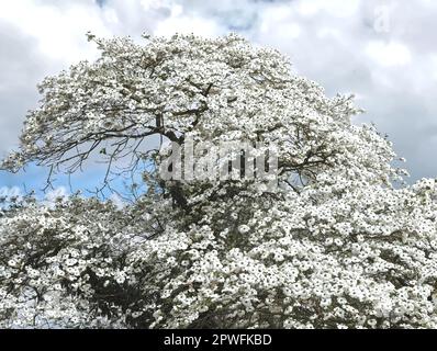 Beautiful big Flowering dogwood tree Cornaceae or Cornus florida with white blossoms Stock Photo